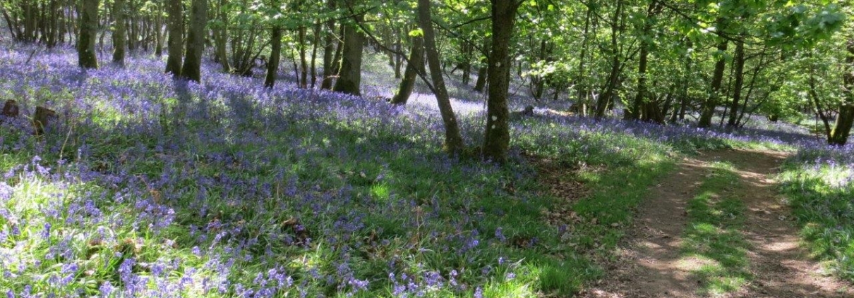 Flakebridge Woods in May