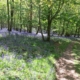 Flakebridge Woods in May
