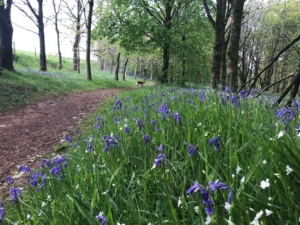 Bluebells in Dufton Ghyll