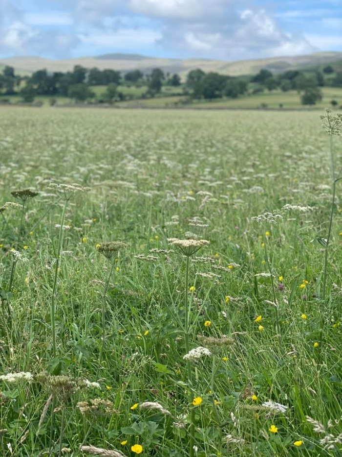 Beautiful wildflower views across to Great Dunfell.